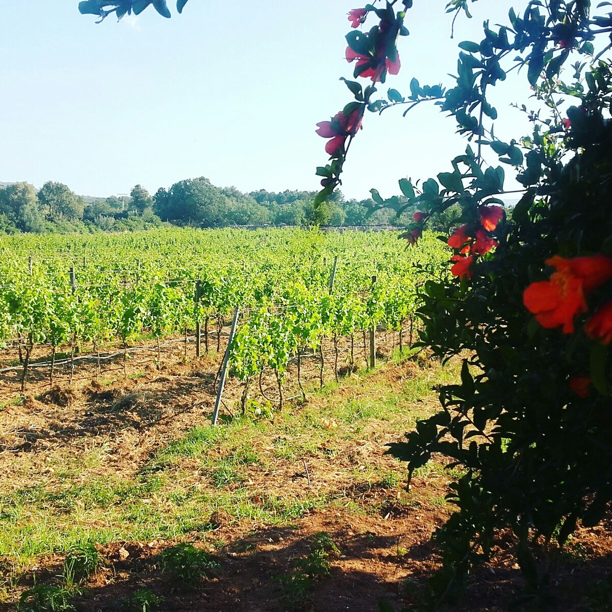 Malvasía de Son Alegre 27